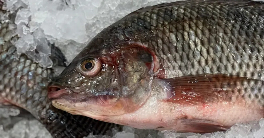 Imagem peixe-tilapia